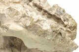 Fossil Running Rhino (Subhyracodon) Partial Skull - Wyoming #216121-7